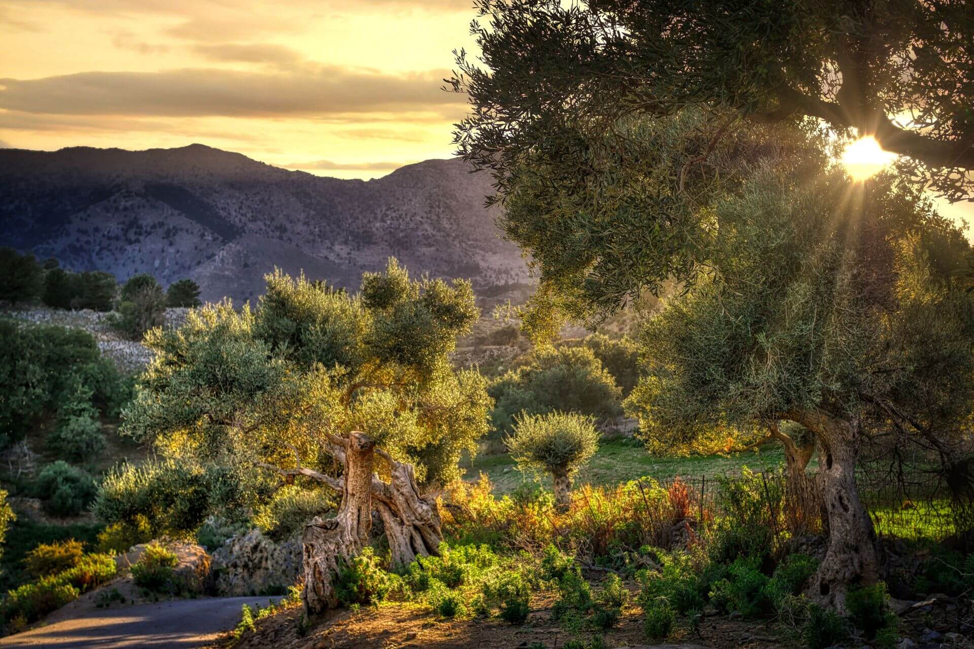 velmira, velmira garden, velmira kertészet, mediterrán kertészet, kertészet Pomáz, Pomázi kertészet, velmira header